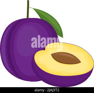 Plum, whole fruit and cut half, isolated on white background. Vector illustration Stock Vector