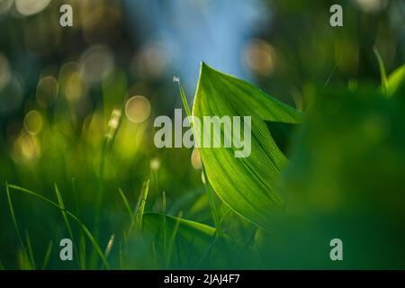 A large green leaf shines through in sunlight.  Stock Photo