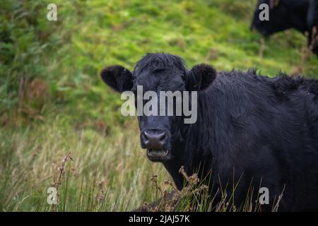 Black bull looking directly at camera, chewing grass / cud. Stock Photo