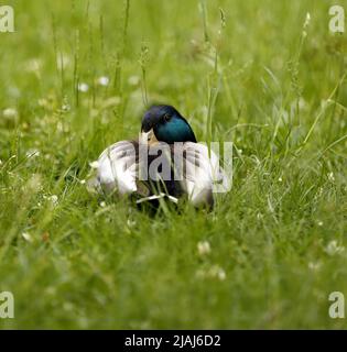 Berlin, Germany. 30th May, 2022. Berlin: Ducks on a meadow in the Stadtpark Steglitz (Credit Image: © Simone Kuhlmey/Pacific Press via ZUMA Press Wire) Stock Photo