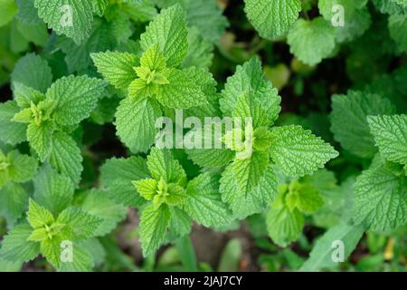 Lemon balm green leaves top view. Rural nature. Organic farming. Herbal plant in the wild nature. Many fresh green leaves of lemon balm (Melissa offic Stock Photo