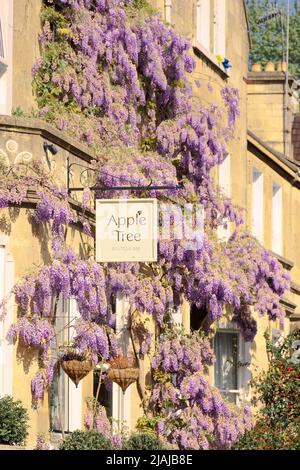 Apple Tree guest house hotel Bath wisteria Stock Photo - Alamy