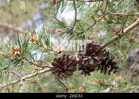 Close up of pine cones on a branch Stock Photo