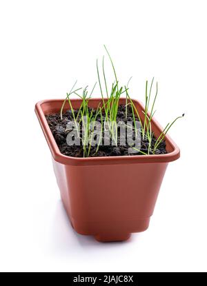 Young  onion plant in pot isolated on white Stock Photo