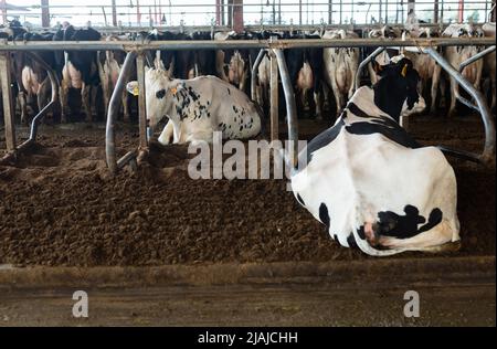 Rear view of dairy cows standing in stall at livestock farm Stock Photo