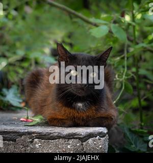Portrait of a laying stray red cat with black head with opened yellow eyes and blurred green leaves and branches on the background in Plovdiv, Bulgari Stock Photo