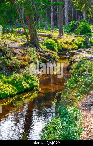 Forest panorama small river at Brocken mountain peak Harz Germany Stock ...