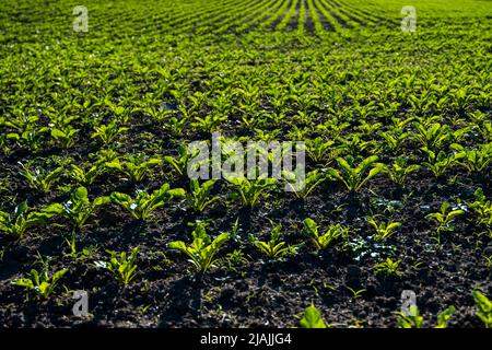 Straight rows of sugar beets growing in a soil in perspective on an agricultural field. Sugar beet cultivation. Young shoots of sugar beet Stock Photo