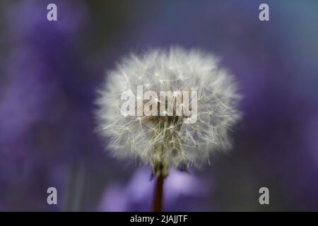 Dandelion Seedhead amongst flowering bluebells Stock Photo
