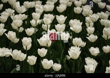 Red tulip among white tulips against green background Stock Photo