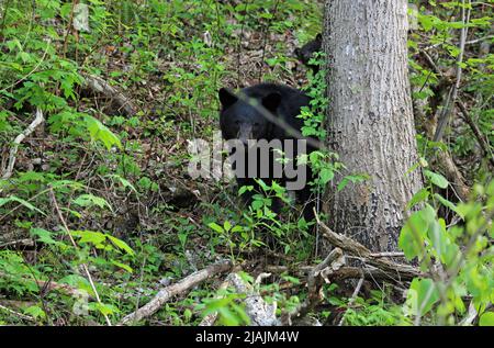 Mama bear and her cub behind the tree - Great Smoky Mountains National Park, Tennessee Stock Photo