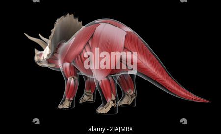 Dinosaur Rear Muscular system of a Triceratops dinosaur, rear view Stock Photo - Alamy