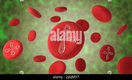 Conceptual biomedical illustration of Babesia parasties infecting red blood cells. Stock Photo