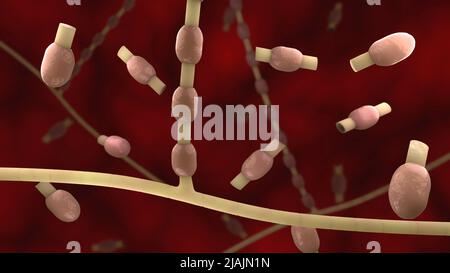 Conceptual biomedical illustration of coccidioidomycosis. Stock Photo