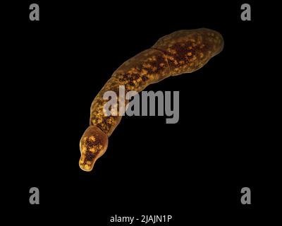 Conceptual biomedical illustration of an Echinococcus parasite, on black background. Stock Photo