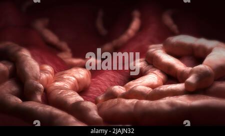 Conceptual biomedical illustration of Echinococcus parasites inside the liver. Stock Photo