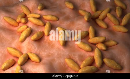 Conceptual biomedical illustration of brucellosis, also known as Malta fever. Stock Photo