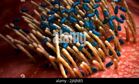 Conceptual biomedical illustration of the bacterial disease pertussis, also known as whooping cough. Stock Photo