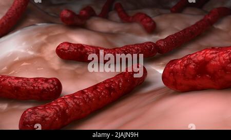 Conceptual biomedical illustration of Streptobacillus moniliformis bacteria. Stock Photo