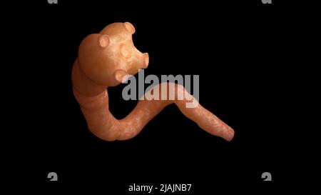 Conceptual biomedical illustration of a tapeworm on black background. Stock Photo