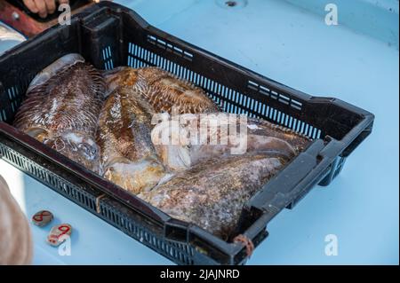 Catch of the day , fresh fish for sale on daily outdoor fisherman's market in small old port in Cassis, Provence, France Stock Photo