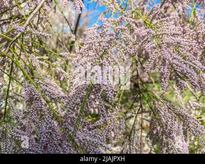 Pink small tamarisk flowers bloom on a tamarisk tree in spring. Blue and pink, spring colors. Blooming bush of Tamarix (tamarisk, salt cedar) in the g Stock Photo