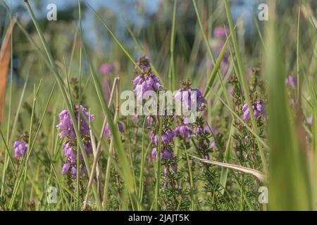 erica or heather flowers bloom among the grass in spring outdoors Stock Photo