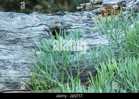 sea ​​fennel growing on beach rocks with wooden log in background Stock Photo