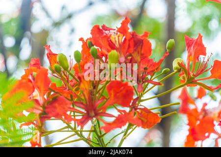 Gulmohar bloom hi-res stock photography and images - Alamy