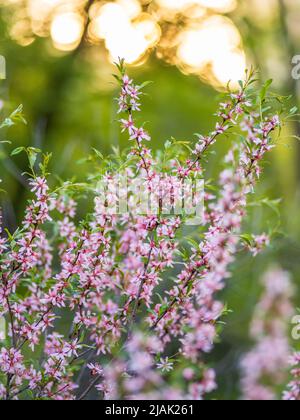 Prunus tenella or dwarf Russian Almond pink petals flowers in bloom on branches, beautiful ornamental plant shrub in bloom. Blooming pink Almond flowe Stock Photo
