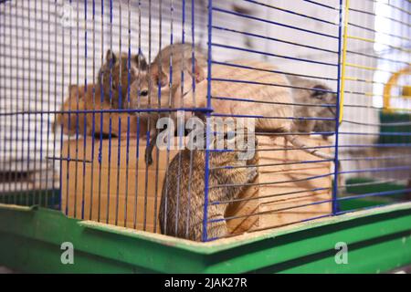 Lviv, Ukraine. 29th May, 2022. Rodents rescued by volunteers from Kharkiv, where Russian troops are shelling residential neighborhoods and civilians seen at the Rescue Animals Home in Lviv. Volunteers managed to evacuate several hundred rodents like; (rats, rabbits, guinea pigs, chinchillas, degu), from Kharkiv to Lviv. Russian troops are constantly shelling residential neighborhoods in Kharkiv. Now the animals are housed in a shelter - Home of rescued animals. Here they are provided with the necessary help and care. Credit: SOPA Images Limited/Alamy Live News Stock Photo