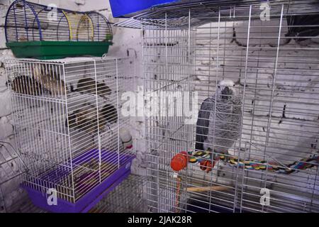 Lviv, Ukraine. 29th May, 2022. Animals rescued by volunteers from Kharkiv, where Russian troops are shelling residential neighborhoods and civilians, seen at the Rescue Animals Home in Lviv Volunteers managed to evacuate several hundred rodents like; (rats, rabbits, guinea pigs, chinchillas, degu), from Kharkiv to Lviv. Russian troops are constantly shelling residential neighborhoods in Kharkiv. Now the animals are housed in a shelter - Home of rescued animals. Here they are provided with the necessary help and care. Credit: SOPA Images Limited/Alamy Live News Stock Photo