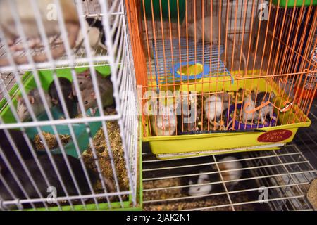 Rodents rescued by volunteers from Kharkiv, where Russian troops are shelling residential neighborhoods and civilians seen at the Rescue Animals Home in Lviv. Volunteers managed to evacuate several hundred rodents like; (rats, rabbits, guinea pigs, chinchillas, degu), from Kharkiv to Lviv. Russian troops are constantly shelling residential neighborhoods in Kharkiv. Now the animals are housed in a shelter - Home of rescued animals. Here they are provided with the necessary help and care. (Photo by Pavlo Palamarchuk/SOPA Images/Sipa USA) Stock Photo