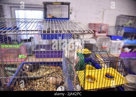 Rodents rescued by volunteers from Kharkiv, where Russian troops are shelling residential neighborhoods and civilians seen at the Rescue Animals Home in Lviv. Volunteers managed to evacuate several hundred rodents like; (rats, rabbits, guinea pigs, chinchillas, degu), from Kharkiv to Lviv. Russian troops are constantly shelling residential neighborhoods in Kharkiv. Now the animals are housed in a shelter - Home of rescued animals. Here they are provided with the necessary help and care. (Photo by Pavlo Palamarchuk/SOPA Images/Sipa USA) Stock Photo