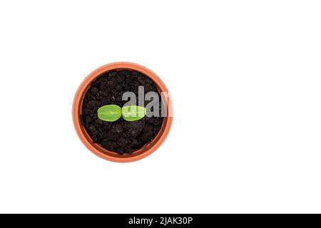 Top or side view of a young plant in a pot on a white background. cucumber seedling. High quality photo Stock Photo