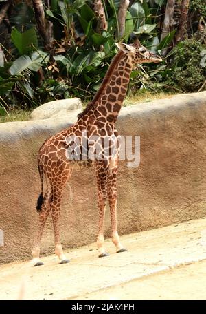 Los Angeles, California, USA 28th May 2022 A New Baby Maasai Giraffe, Masai Giraffe, born April 18 at the LA Zoo on May 28, 2022 in Los Angeles, California, USA. Photo by Barry King/Alamy Stock Photo Stock Photo