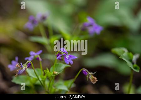 Viola reichenbachiana flower growing in forest, close up shoot Stock Photo