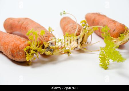 Sprouted carrots due to improper storage conditions. Isolate on a white background. Stock Photo