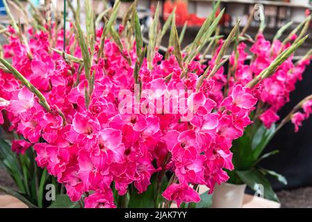 Gladiolus. Gladioli ‘Fairytale pink' flowers on a floral display at a ...