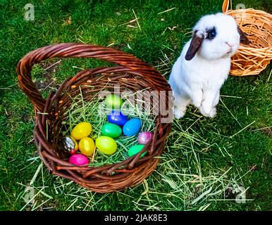 The Easter bunny with a basket of eggs Stock Photo