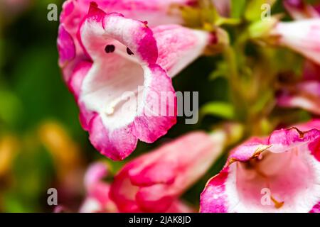 Pink common foxglove, Digitalis purpurea Stock Photo