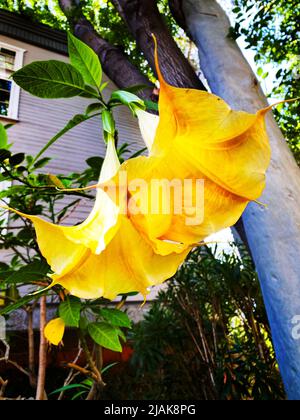 Yellow angel's trumpet flowers, Brugmansia suaveolens Stock Photo