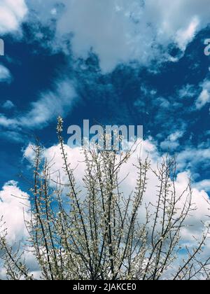 Blooming morus alba or white mulberry tree branches in orchard against blue sky Stock Photo