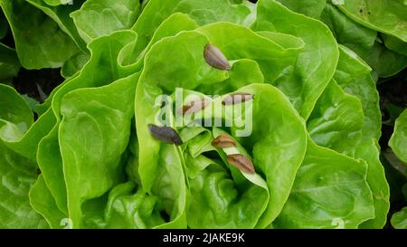 Spanish slug pest Arion vulgaris snail parasitizes on leaf green lettuce Lactuca sativa eating ripe plant crops natural plant leaves bio greenhouse Stock Photo