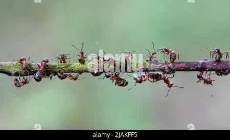A group of ants working together on a tree stick Stock Photo