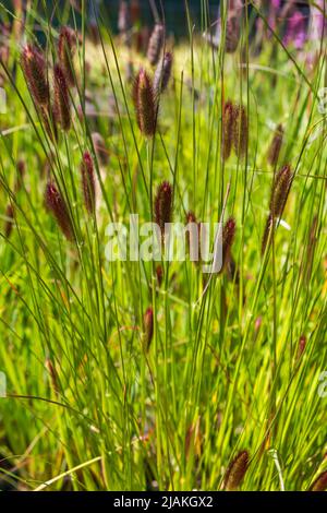 scarp Klimaanlæg orm Pennisetum red buttons hi-res stock photography and images - Alamy
