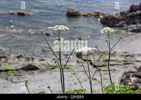 Wild Carrot, a white umbraflora, on the clifftop at Hannafore, West Looe Cornwall. A soft focus beach and sea form the backdrop. Stock Photo
