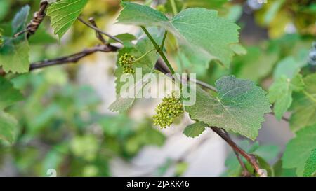 Fresh green blooming grape buds, macro. Young inflorescence of grapes on the vine close-up. Grape vine with green leaves and buds blooming on a grape Stock Photo