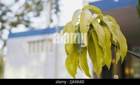 Saraca asoca or Ashoka tree is a plant belonging to the Detarioideae subfamily of the legume family. Stock Photo