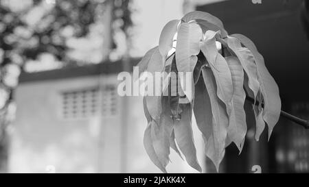 Black and white shot, Polyalthia longifolia or the Ashoka native to India a lofty evergreen tree. It is an important tree in the cultural traditions o Stock Photo